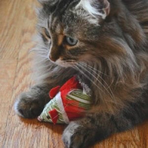 Cat with toy Christmas Mouse