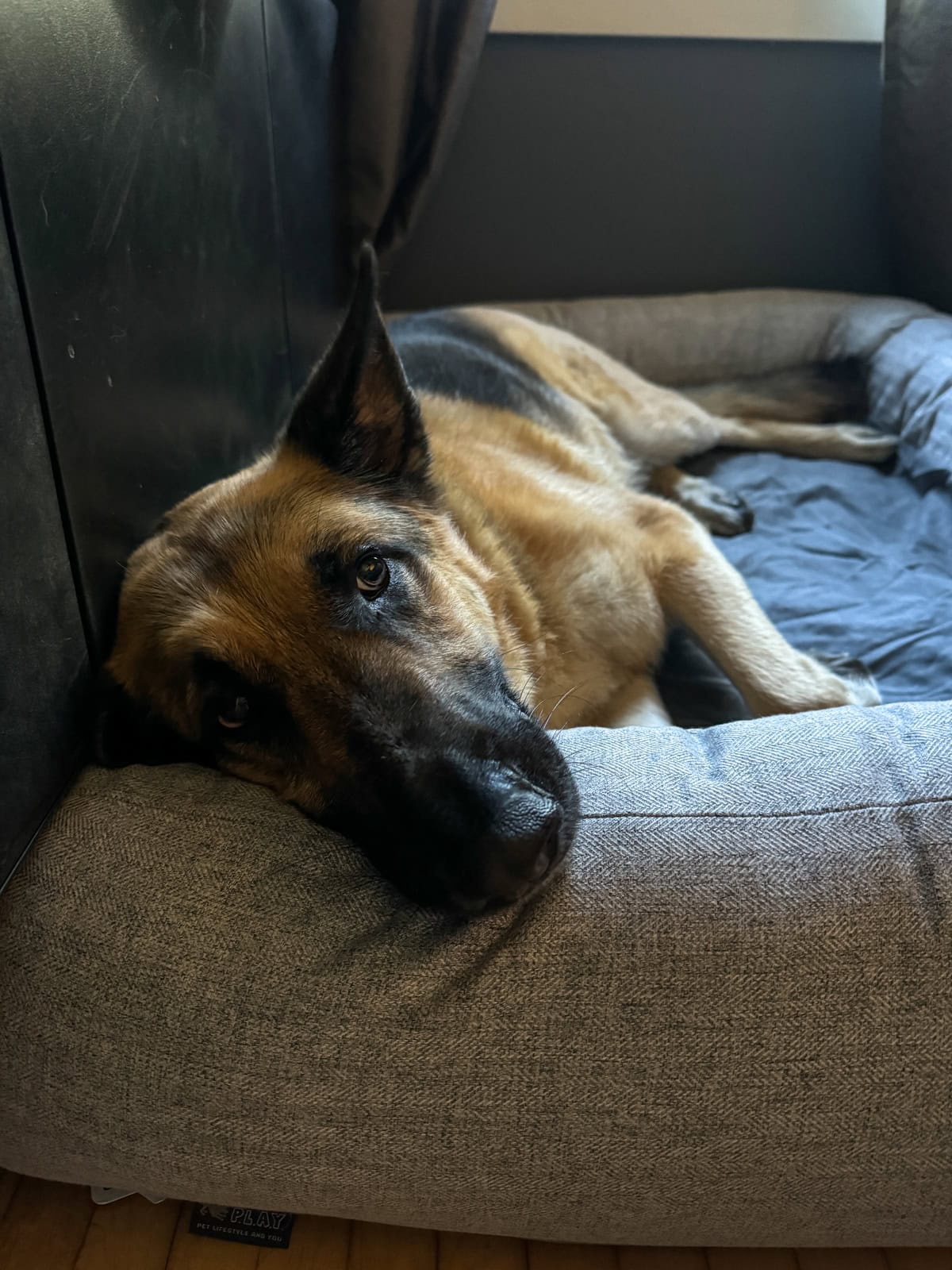 California Dreaming Memory Foam Bed side bumper.