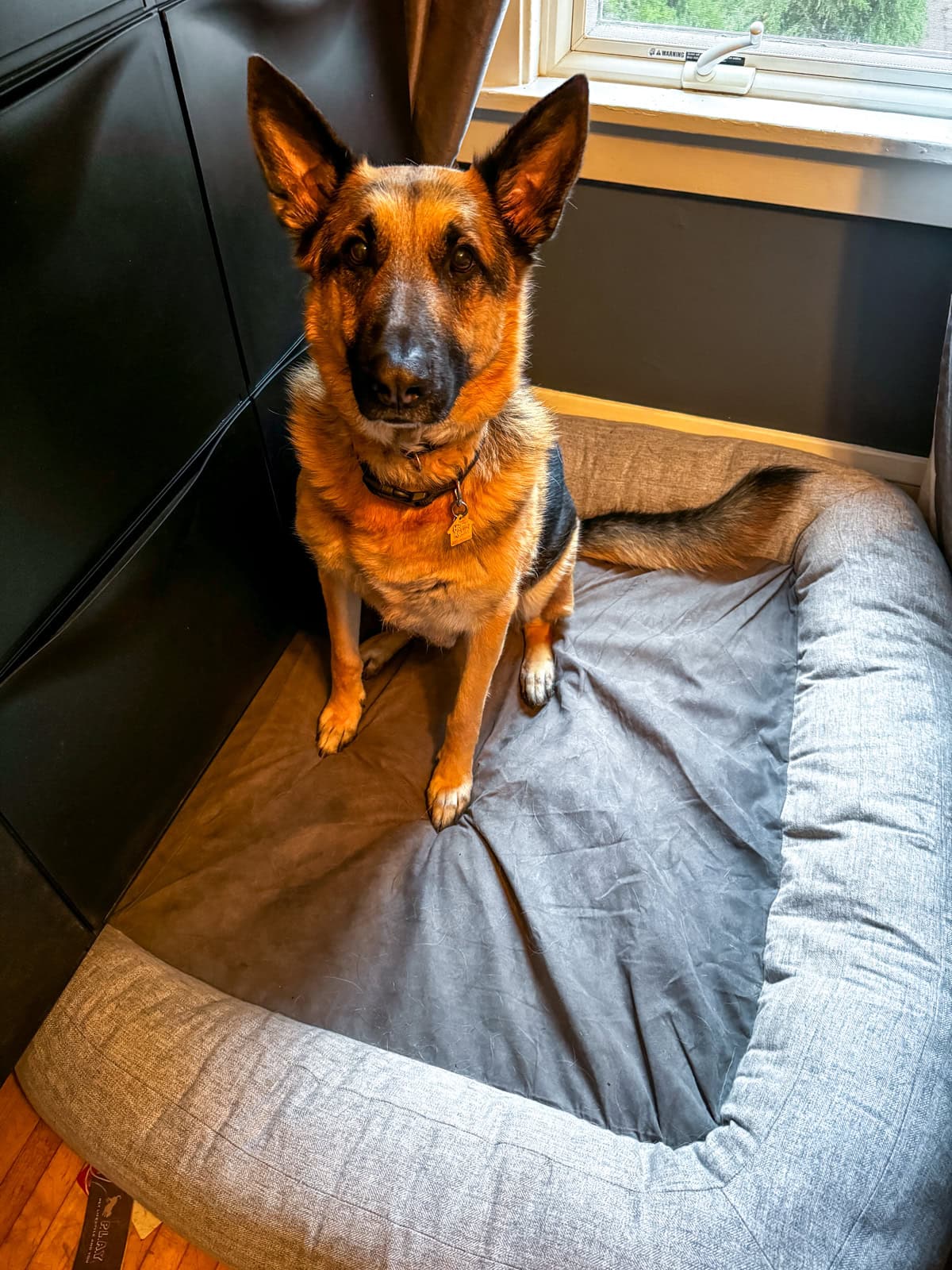 German Shepherd Memory Foam Dog Bed.