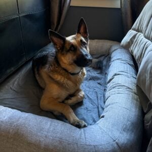 German Shepherd on PLAY California Dreaming Memory Foam Dog Bed.