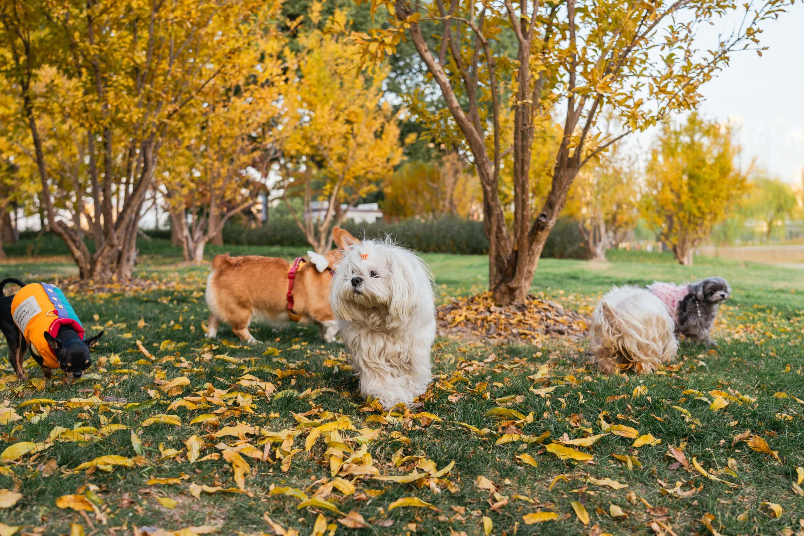 little dogs playing in park with leaves