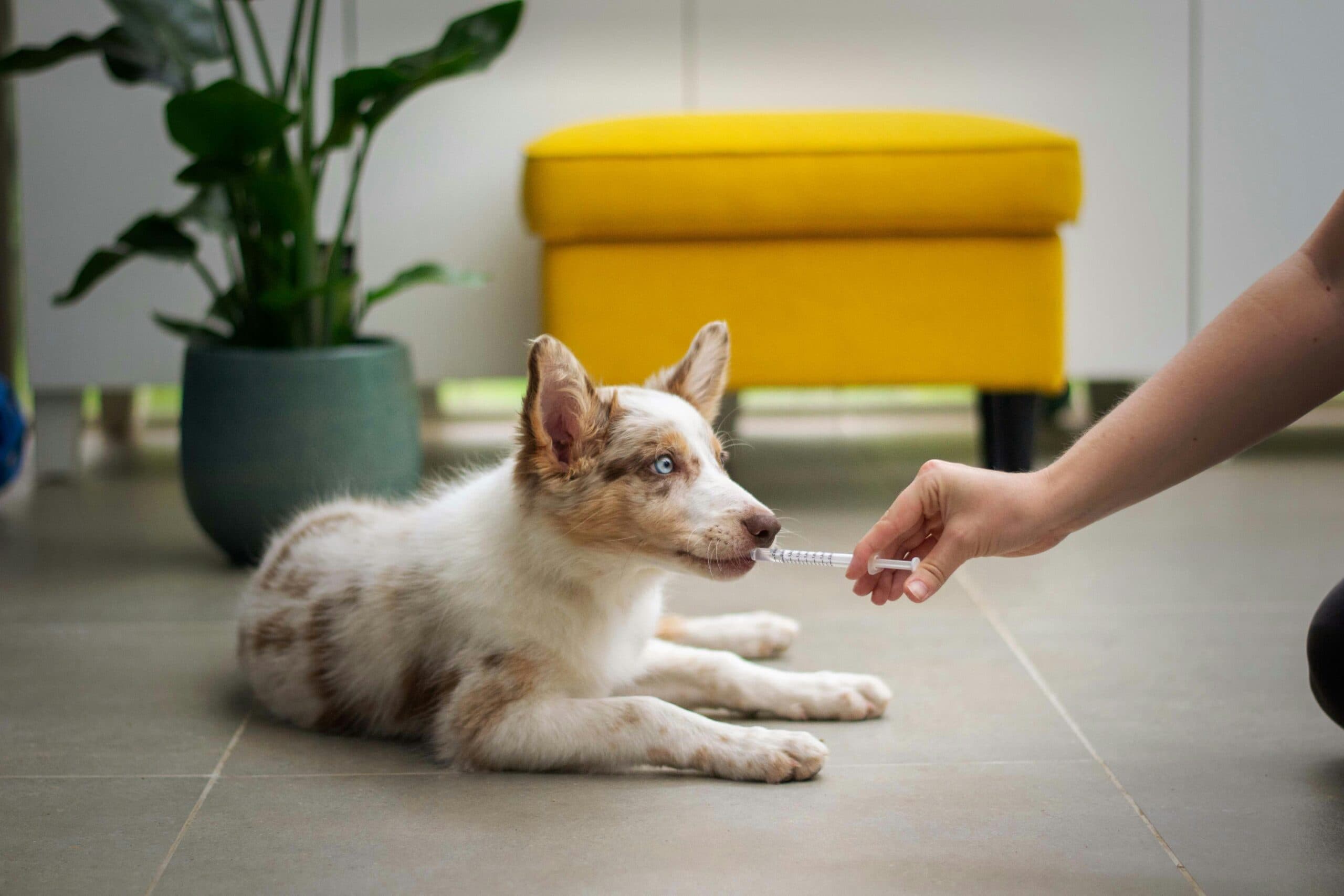Dog receiving medication via syringe in mouth.