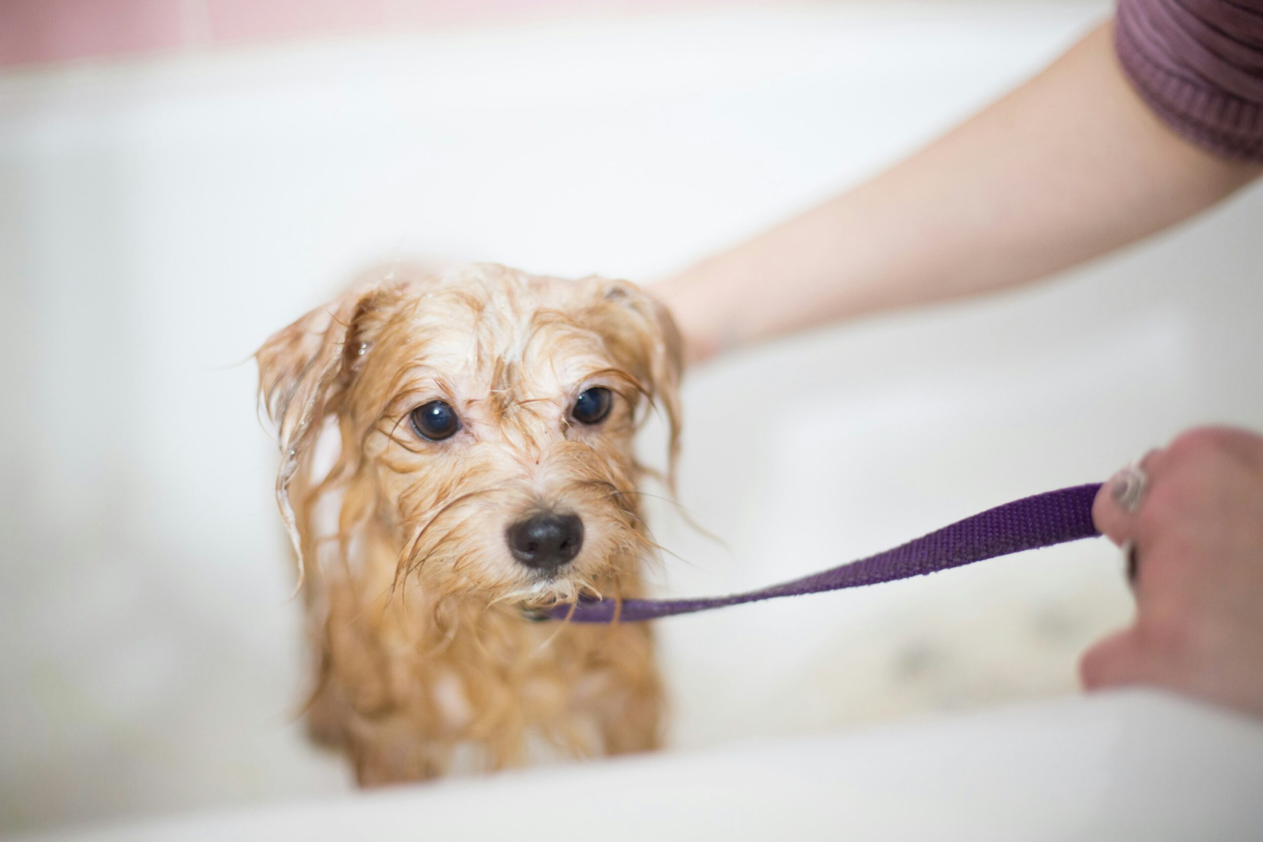 little brown dog taking a bath in the tub