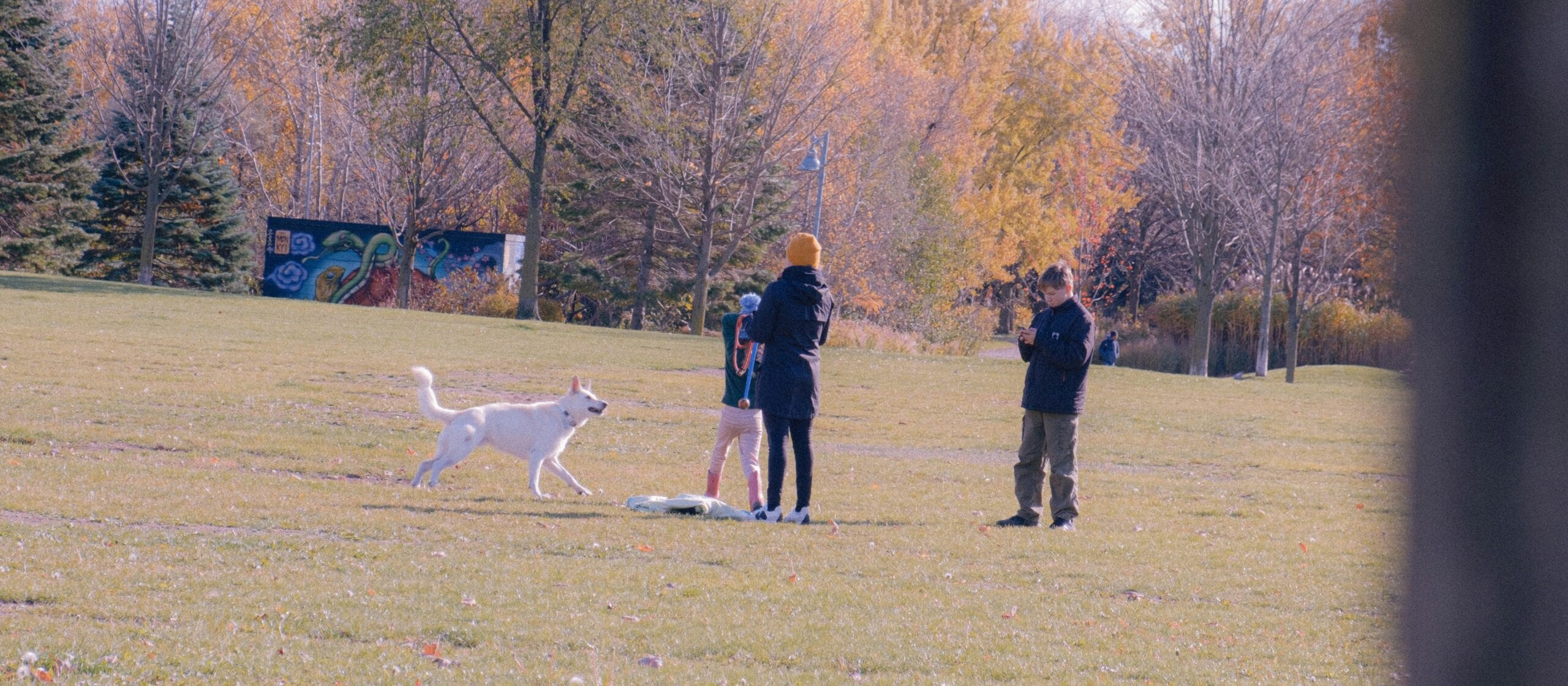 dogs playing with humans in park