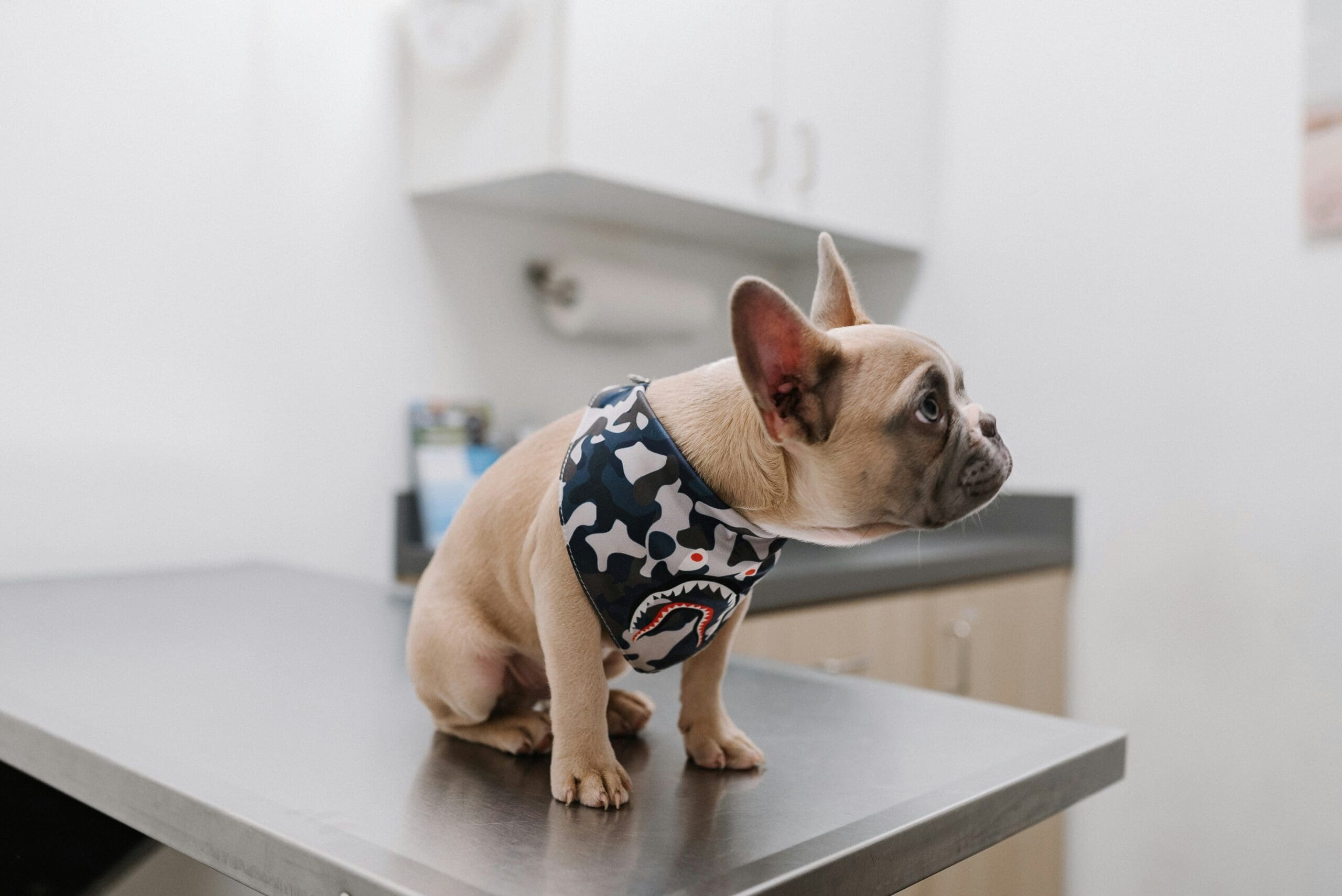 little dog isolated in a metal table