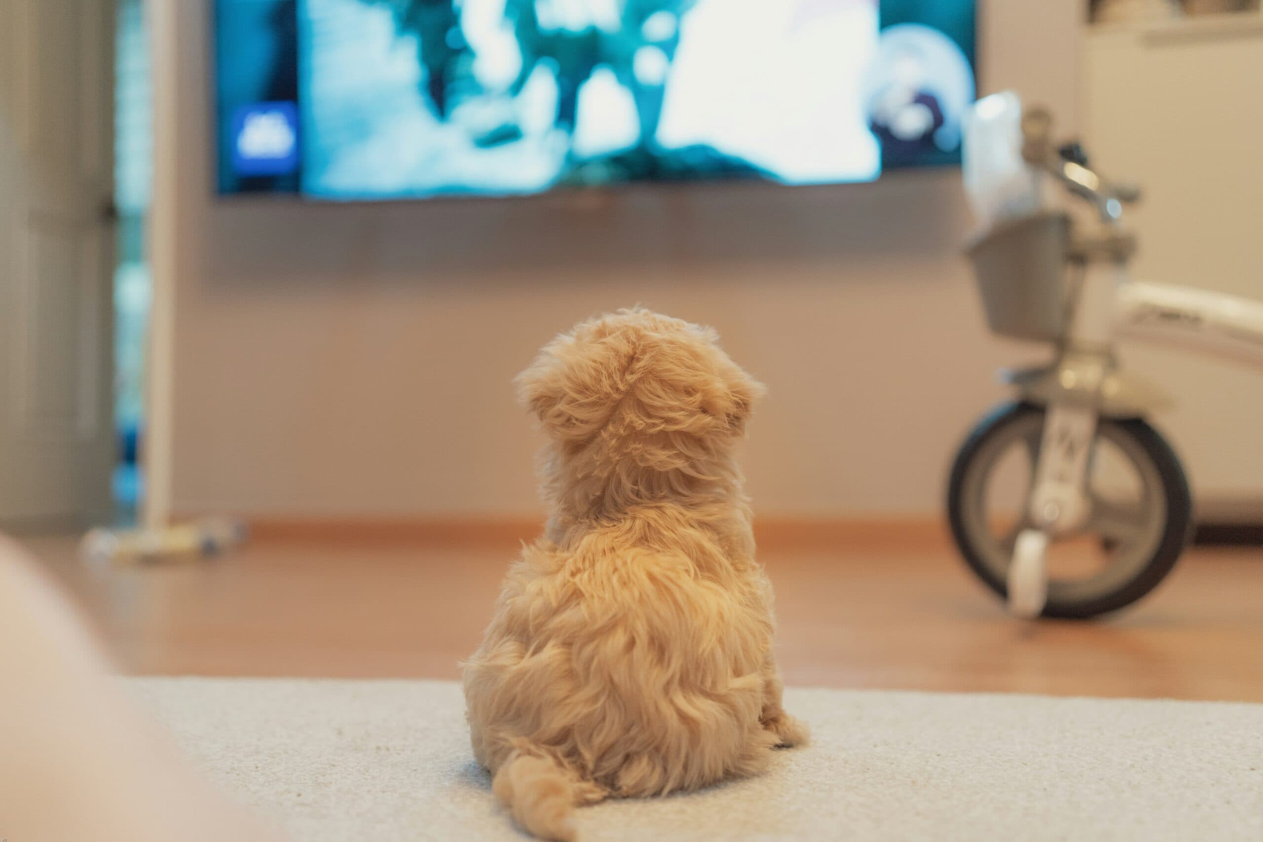 little dog watching tV