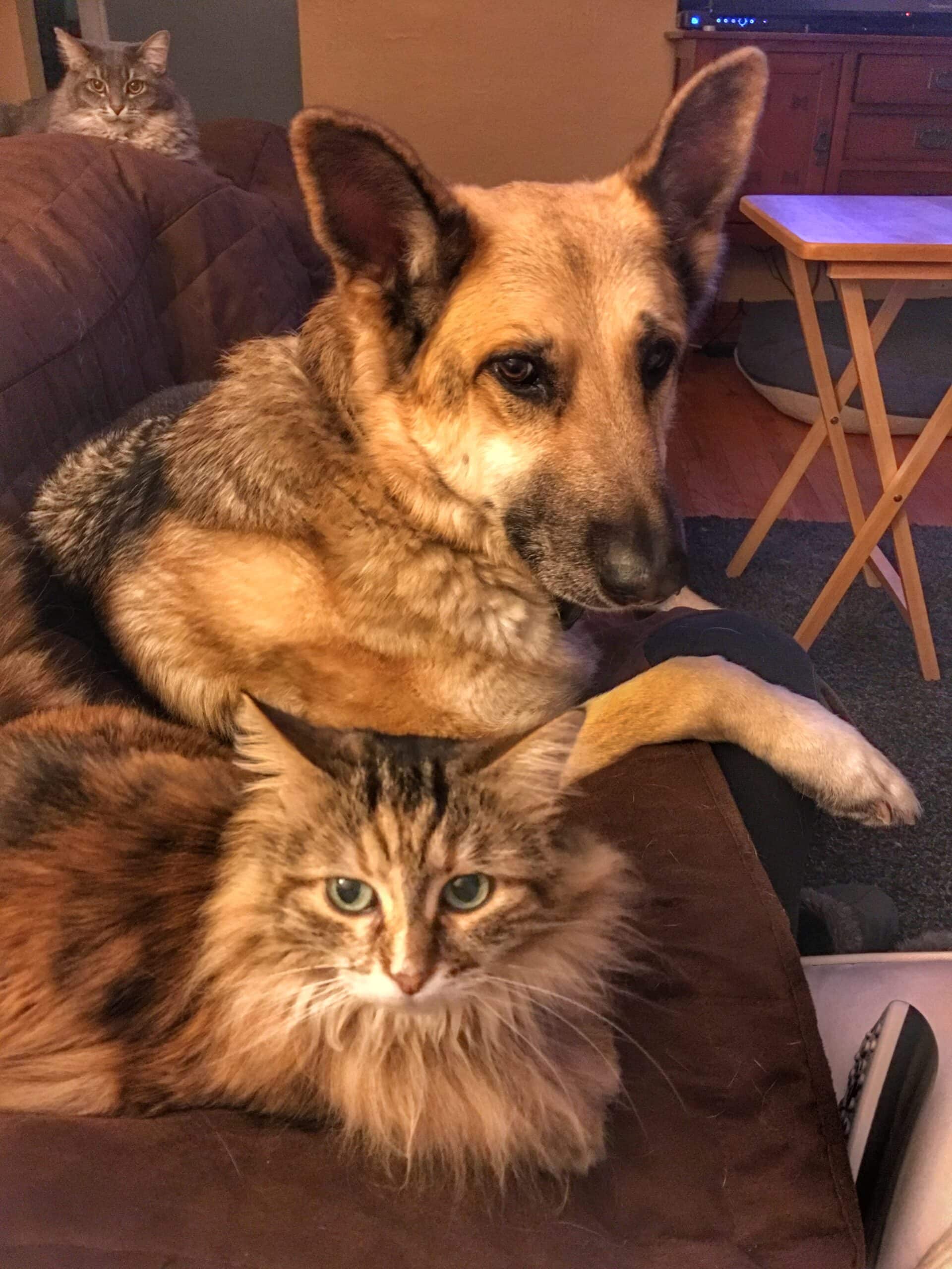 German Shepherd on Couch with two cats.